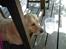 Golden retriever Coco - Coco fandt sig lige en plads i skyggen ;)