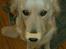 Golden retriever Coco - "Sig nu bare værsgo !!!" ;)