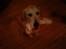 Golden retriever Coco - Cocos første jul <3 Ih, hvor blev hun dog glad for sin gave ;)
