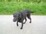 Blanding af racer Bastian (RIP d. 4/5-2010)