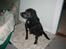 Blanding af racer Bastian (RIP d. 4/5-2010)