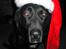 Blanding af racer Bastian (RIP d. 4/5-2010)
