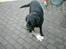 Blanding af racer Bastian (RIP d. 4/5-2010)