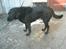 Blanding af racer Bastian (RIP d. 4/5-2010)