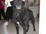 Blanding af racer Bastian (RIP d. 4/5-2010)