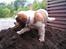 Sankt bernhardshund Popcorn