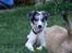 Border collie All Star Choice