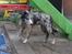 Border collie All Star Choice