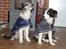 Border collie All Star Choice