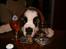 Sankt bernhardshund Popcorn