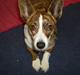 Welsh corgi cardigan Tanja RIP. 18/5 2014