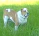 Central asiatisk Ovcharka R.I.P.GOLIAT LOVE YOU FOR