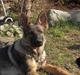 Schæferhund Jabina Isis(himmelhund)
