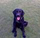 Labrador retriever Balder