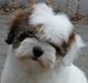 Coton de tulear Coton-Land`s Xanadu