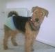 Airedale terrier Molly (plejebarn)