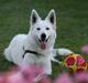 Hvid Schweizisk Hyrdehund Gaja