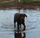 Labrador retriever {§$$ Laika $$§}