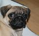 Mops Carla