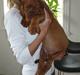 Dogue de bordeaux EstruphusDiorCristalRouge