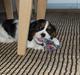 Cavalier king charles spaniel Chanel