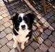 Border collie Pretty Bessie.  aflivet