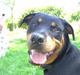 Rottweiler Lupa