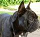 Fransk bulldog Dauløkke's Jimon-Jaré 