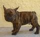 Fransk bulldog Phister