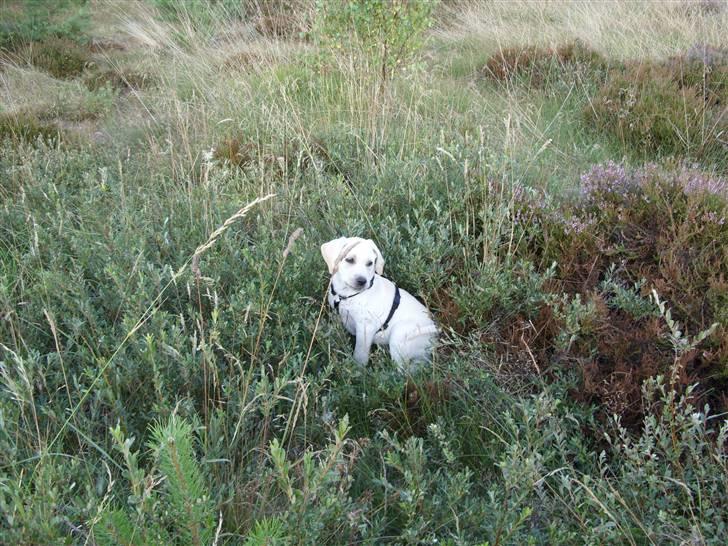 Labrador retriever Mollie billede 14