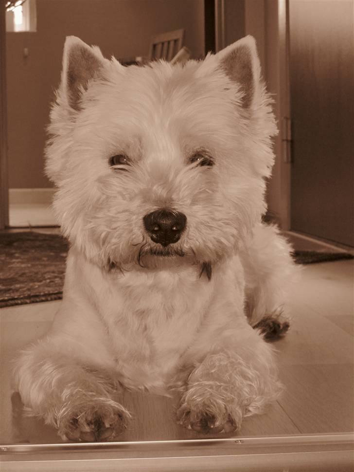West highland white terrier Malekits Victor - SMIL du er på ;) billede 6