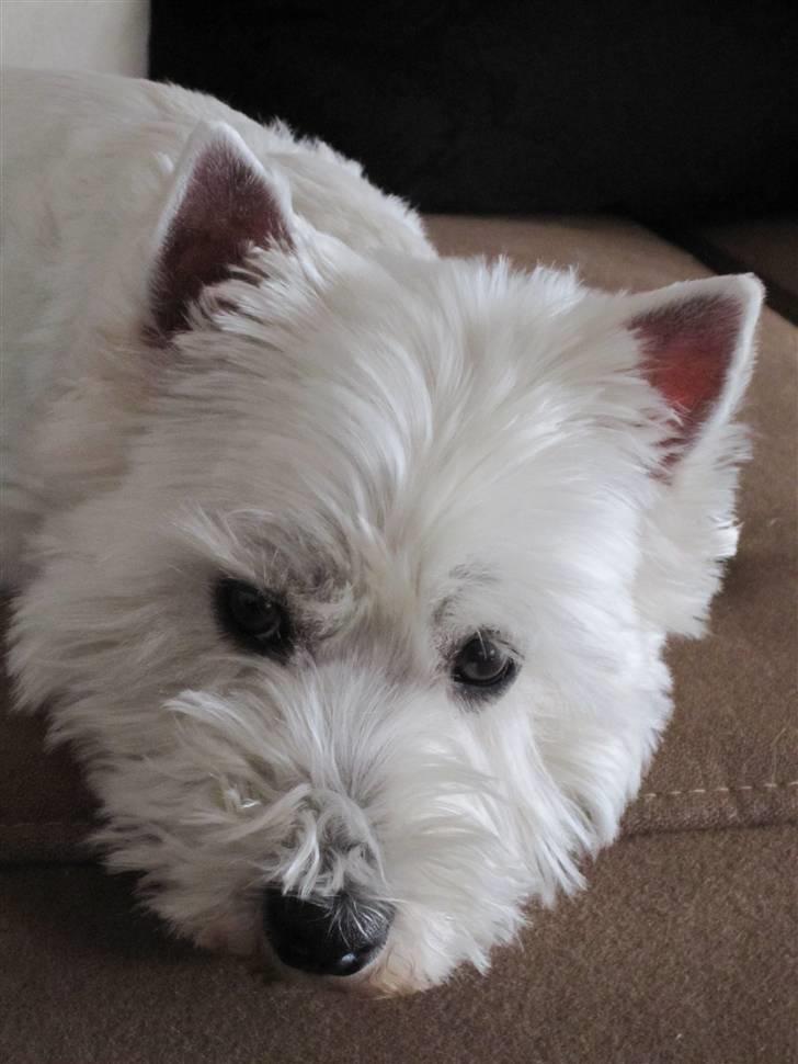 West highland white terrier Malekits Victor - Det er såååh hårdt at være LÆKKER! billede 7