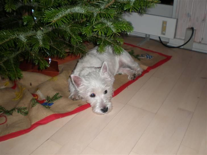 West highland white terrier Malekits Victor - Gavebarnet.. billede 8