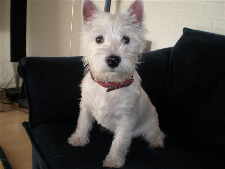 West highland white terrier Malekits Victor - Mr. Macho på sin trone ;) billede 9