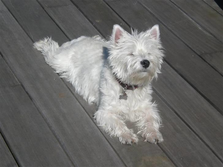West highland white terrier Malekits Victor - solslikkeren..  billede 10
