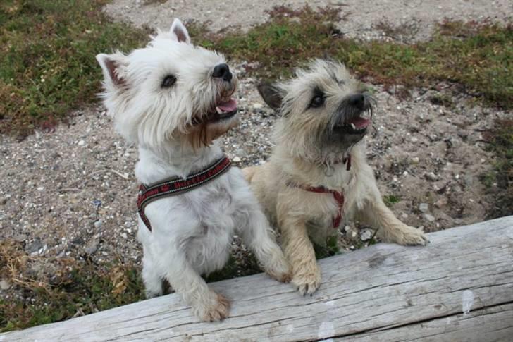 West highland white terrier Malekits Victor - Viggesen med kæresten Chiva billede 11