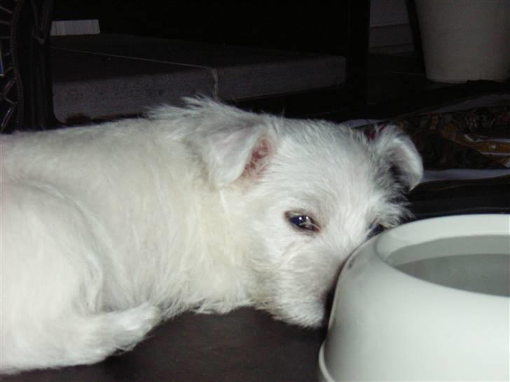 West highland white terrier Malekits Victor - fotogene dyr! billede 12