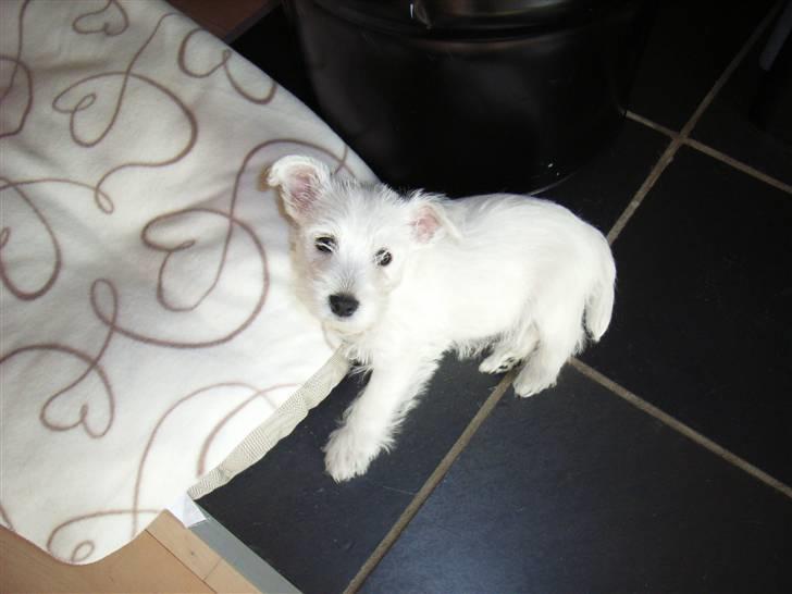 West highland white terrier Malekits Victor - En liige vågnet hvalpegodte billede 13
