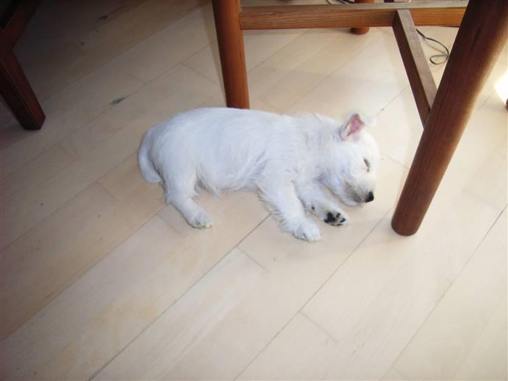 West highland white terrier Malekits Victor - En træt hvalpemand.. billede 14