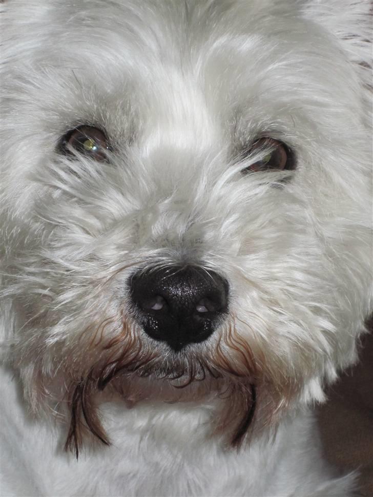 West highland white terrier Malekits Victor - charmøren / Blink billede 15