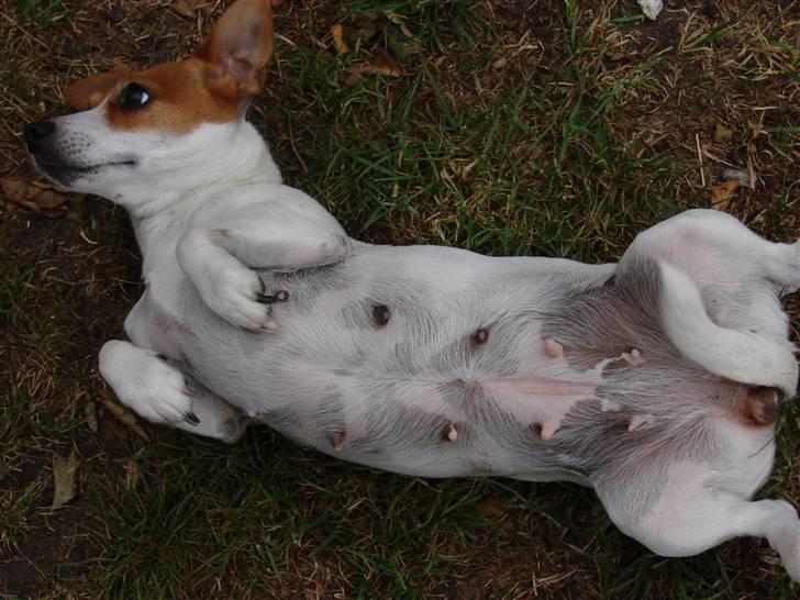 Jack russell terrier Fie - Juli 2008 billede 15