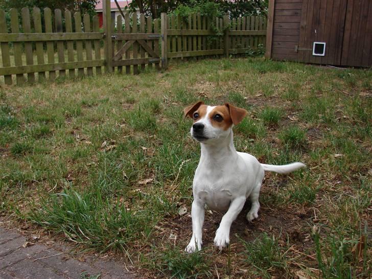 Jack russell terrier Fie - Juli 2008 billede 16