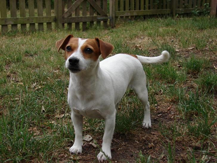 Jack russell terrier Fie - Juli 2008 billede 17