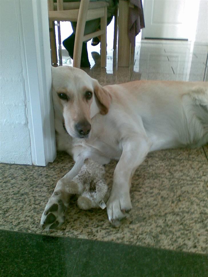 Labrador retriever Sofie - August 2008 - nu er hun 3 år, og dejlig doven :) billede 12