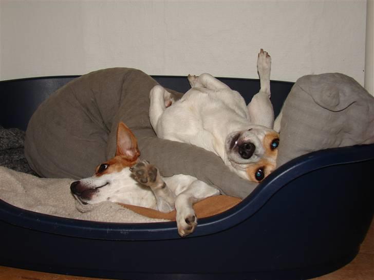 Jack russell terrier Fie - Juli 2008 - Sådan ser det ud når vores hunde slapper af, selvfølgelig er Fie nederst. :) billede 18
