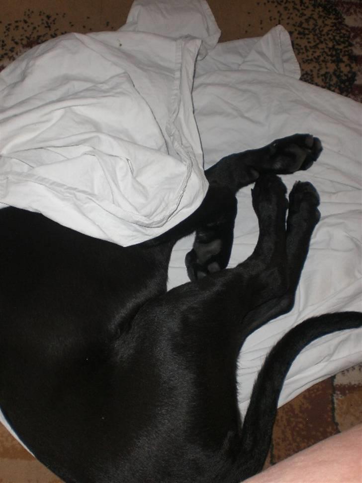 Blanding af racer Bella  R.I.P - Hun elsker at sove i "hule". Her har hun puttet sig i et lagen billede 14