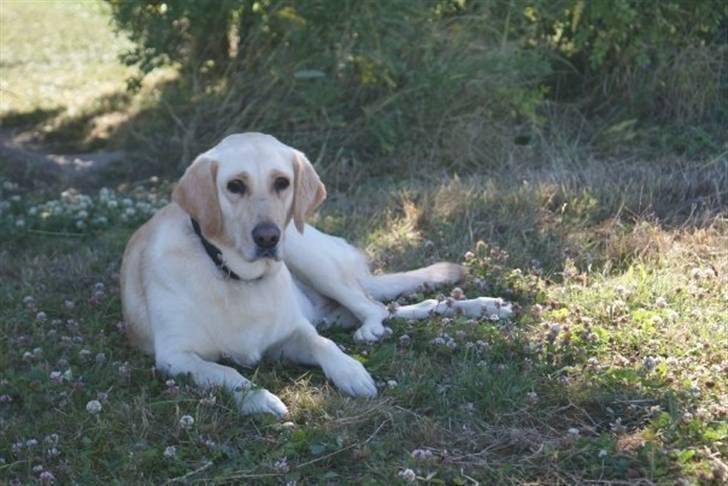 Labrador retriever Sofie - Juli 2008 - Malene legede med sit spejlreflekskamera :) billede 15