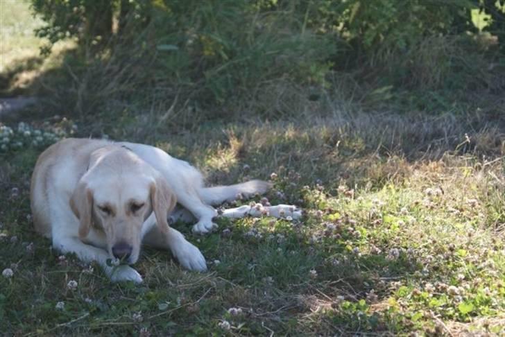 Labrador retriever Sofie - Juli 2008 - Malene legede med sit spejlreflekskamera :) billede 16