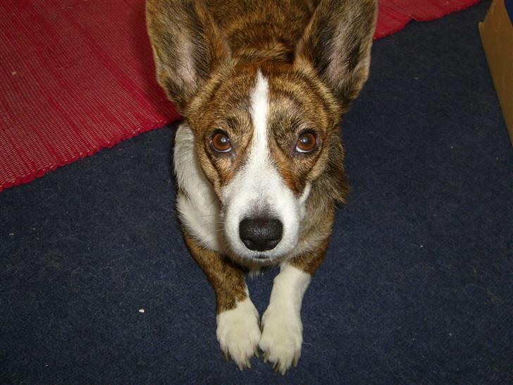 Welsh corgi cardigan Tanja RIP. 18/5 2014 billede 1