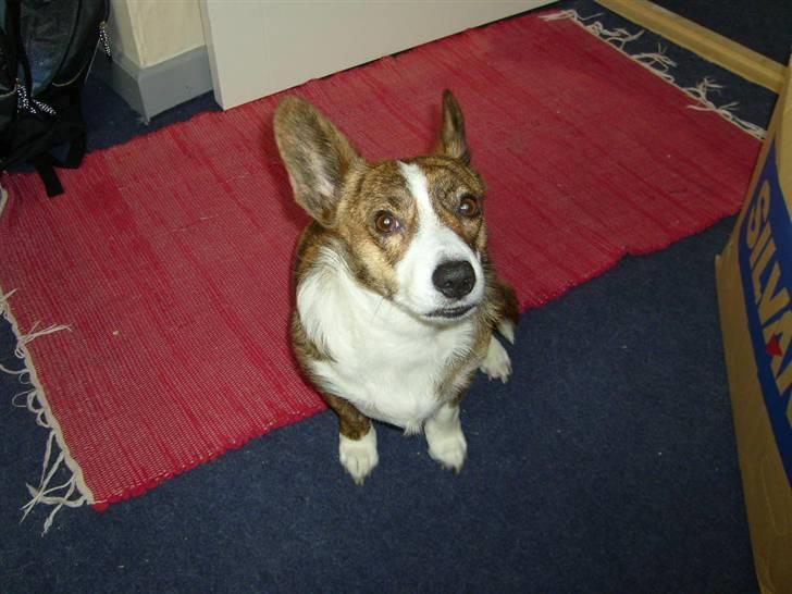 Welsh corgi cardigan Tanja RIP. 18/5 2014 billede 2